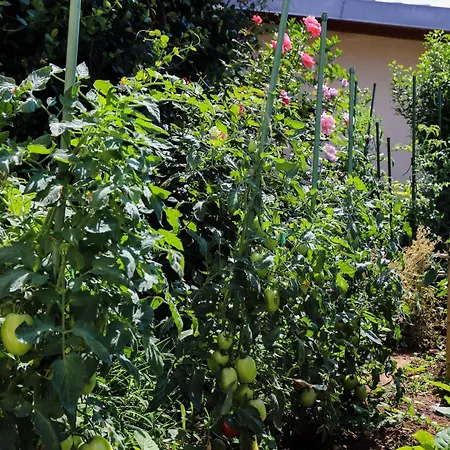 Apartment Garden M&m