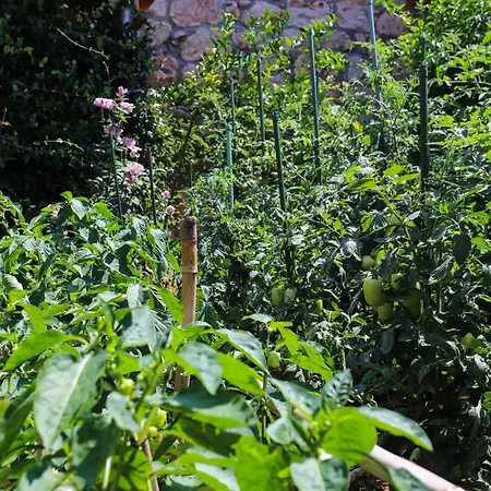 Apartment Garden M&m