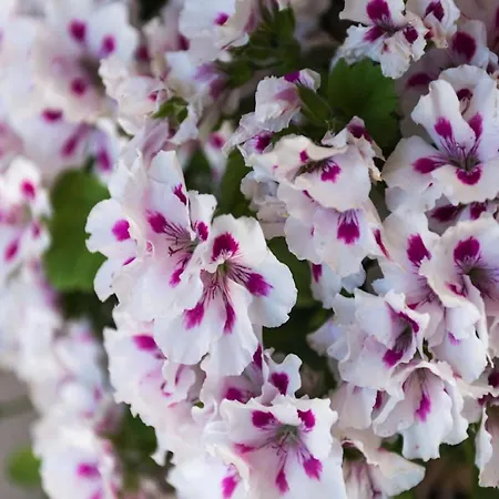 Garden M&m دوبروفينك