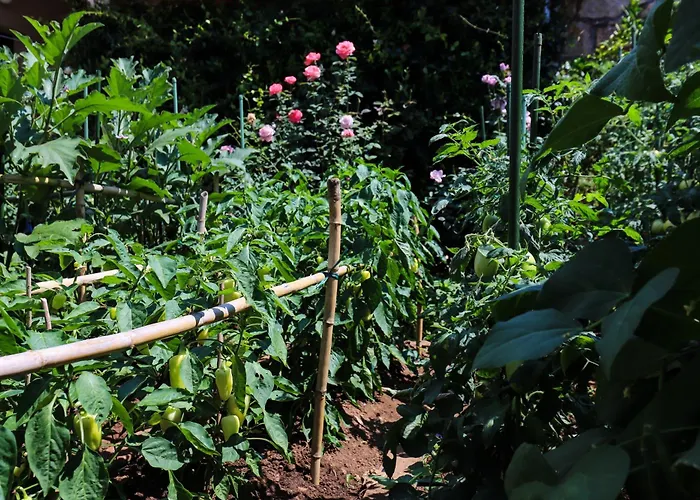 Garden M&m *