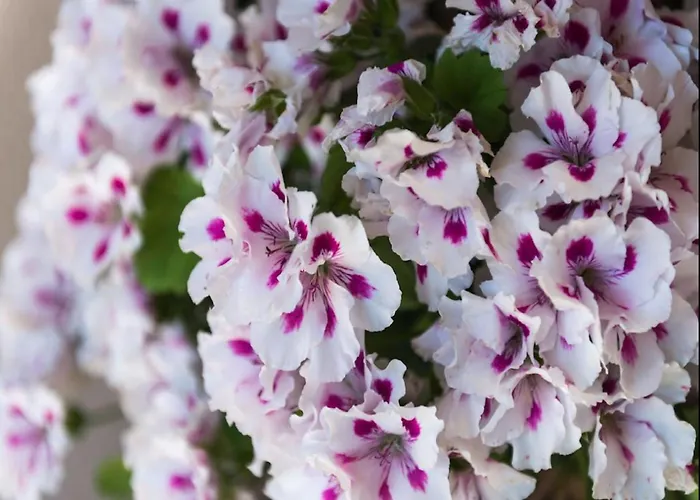 Garden M&m Dubrovnik