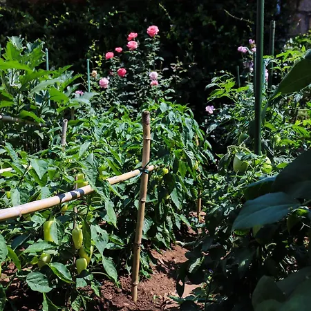 Garden M&m *