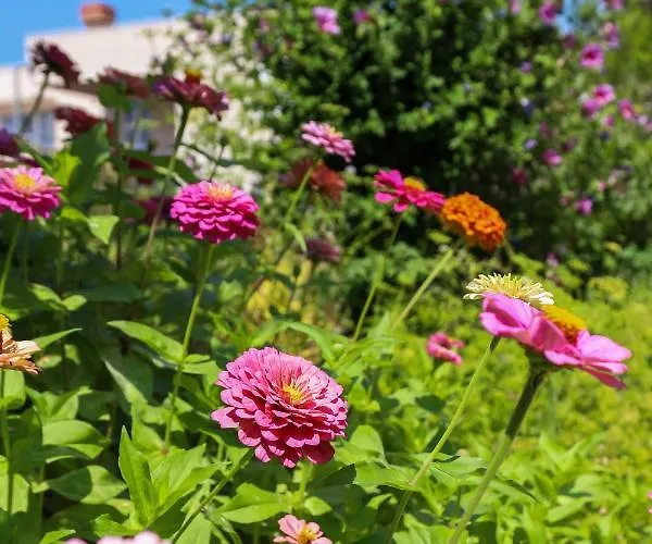 דירה Garden M&m דוברובניק